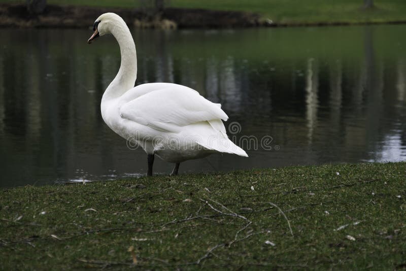Swan on Lake in Ohio stock photo. Image of ohio, reflection 64202442