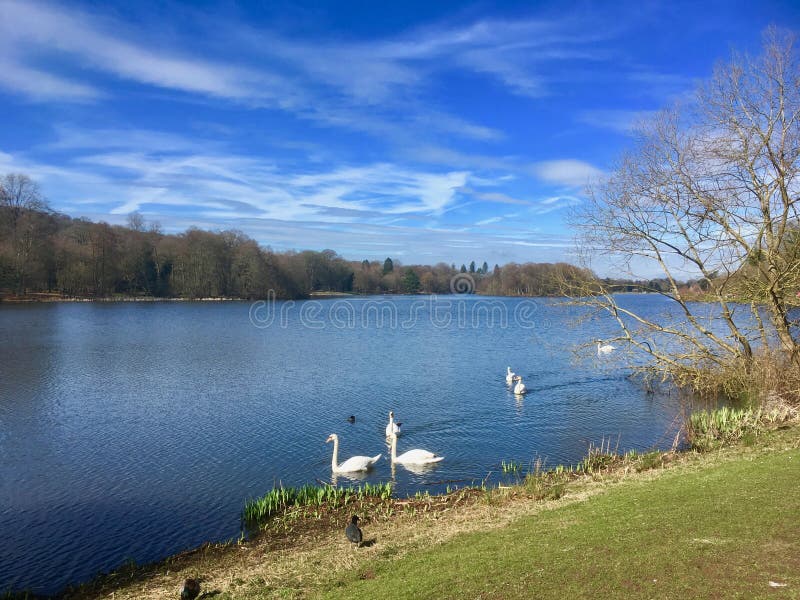 Swan lake at Trentham