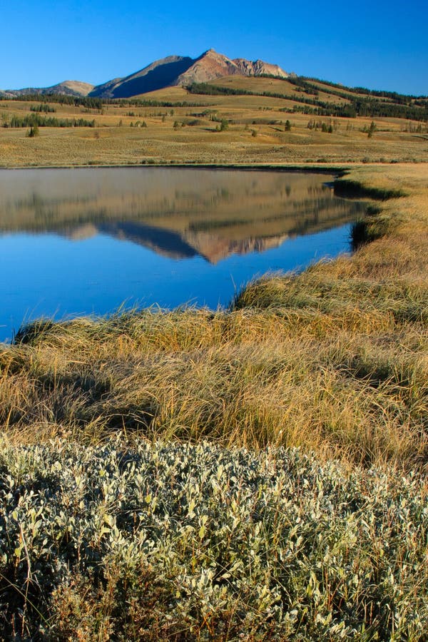Swan Lake, Yellowstone National Park Stock Image Image of outdoor, beautiful 17523147