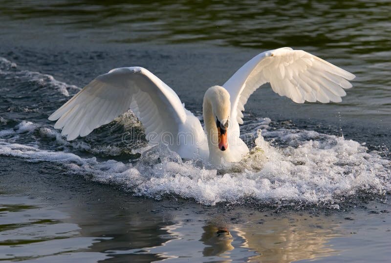 Banado en el sol blanco cisne aterrizaje sobre el en charco de cancelar Agua, alas extendido.