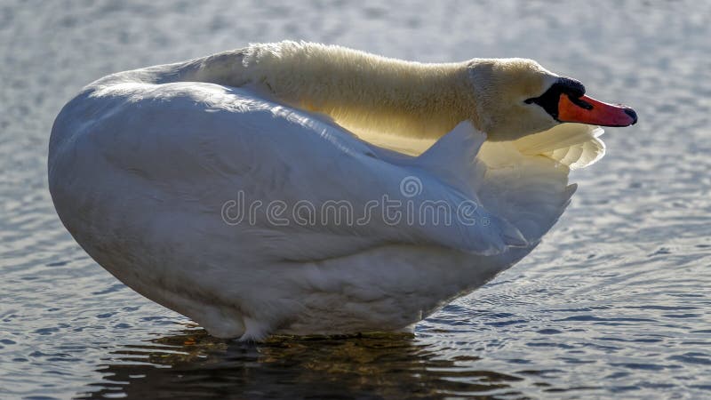 Swan into the light stock image Swan into the light stock image