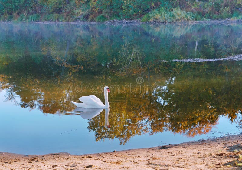 Swan and morning fog, Swan in the morning on the lake stock photos Swan and morning fog, Swan in the morning on the lake stock photos