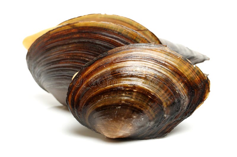 Swan mussel stock image. Image of european, nature, mollusc 67016827