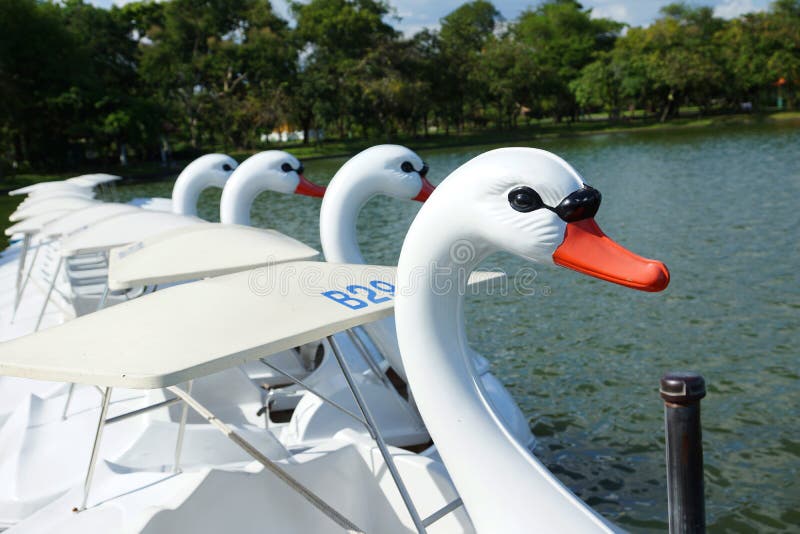 Swan Pedals Boats Stock Photos Free & RoyaltyFree Stock Photos from