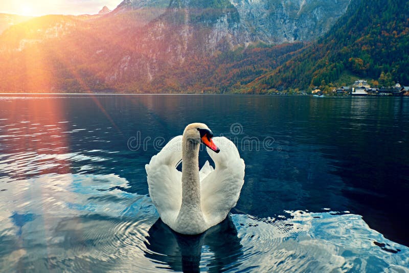 Swan portrait. Mute swan Cygnus olor gliding across Lake Hallstatt Austria in sunrise morning light. Amazing morning scene stock photography Swan portrait. Mute swan Cygnus olor gliding across Lake Hallstatt Austria in sunrise morning light. Amazing morning scene stock photography