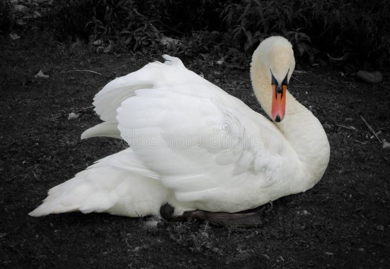 Black and White Swan with Coloured Beak Stock Photo Image of bird