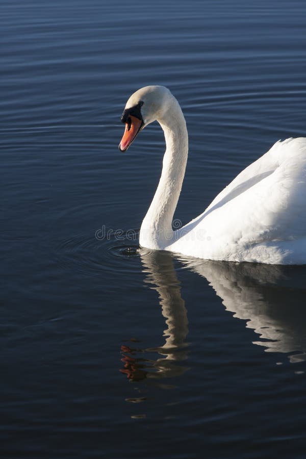 Swan