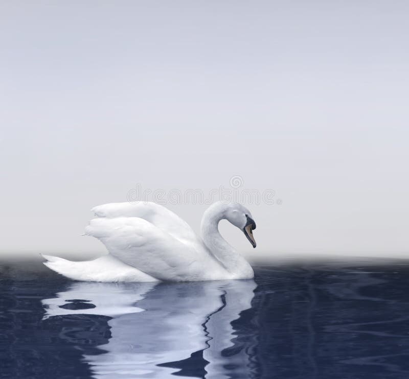 Swan reflection