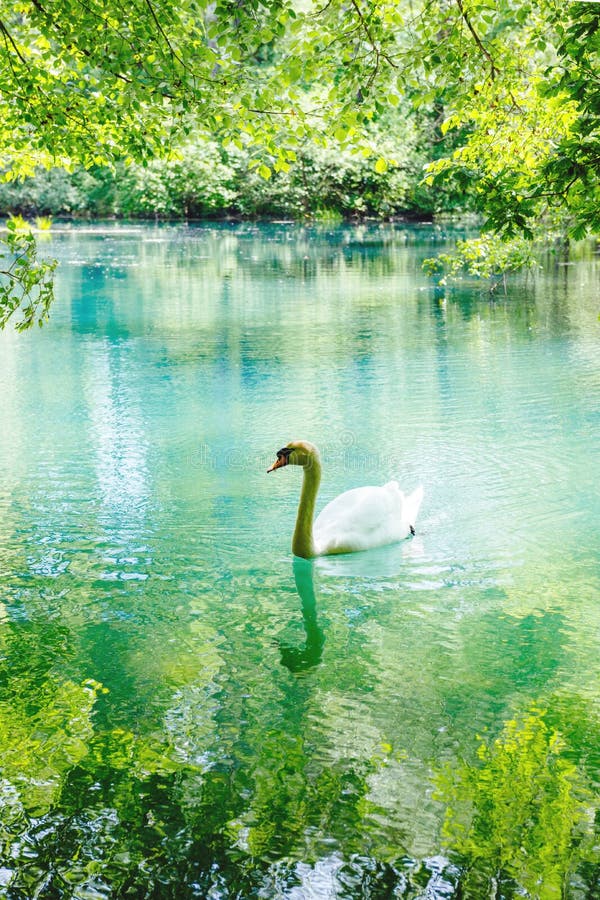 Swan reflection in calm river lake waters