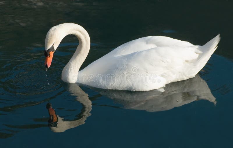 Swan Reflections