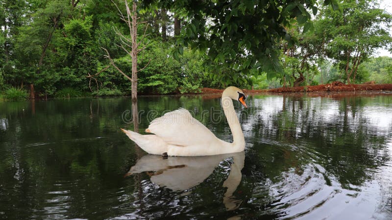 Swan& x27;s grace stock photo Swan& x27;s grace stock photo
