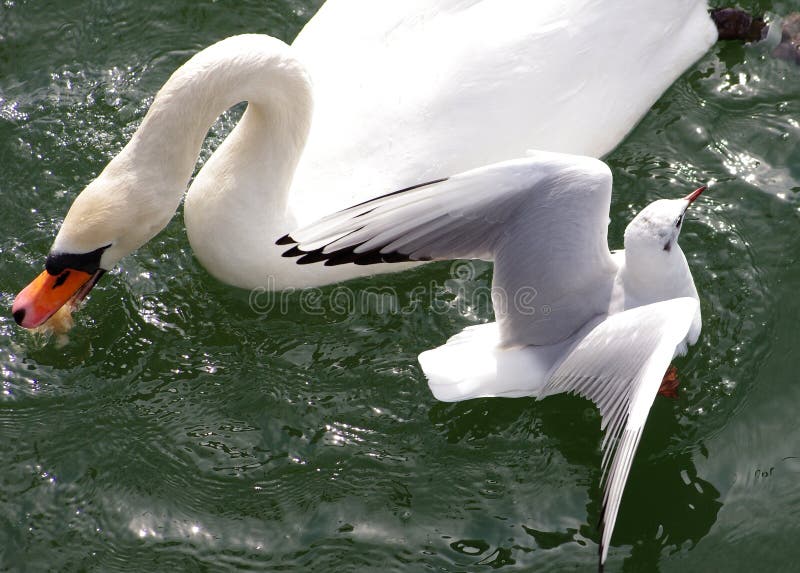 Swan a Seagull na rieke Váh, na Slovensku.