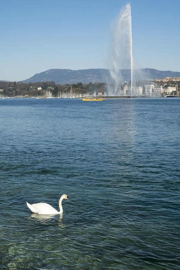 A swan swimming in Geneva Lake with Jet at the back