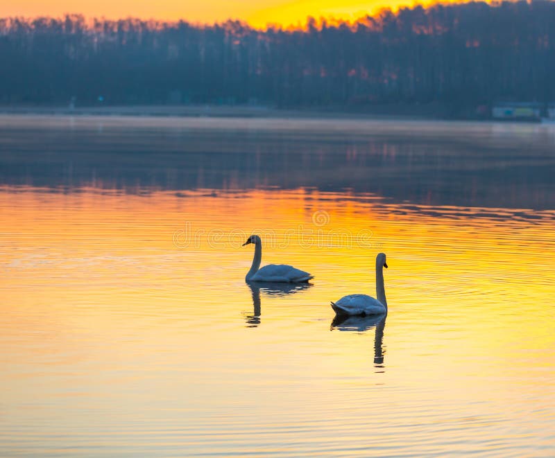 Swan swimming in lake in morning light