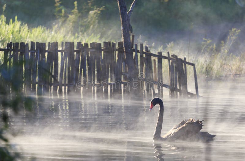 Swan swimming in the mist floating on the water in winter, Pang Oung, Mae Hong Sonn, Thailand