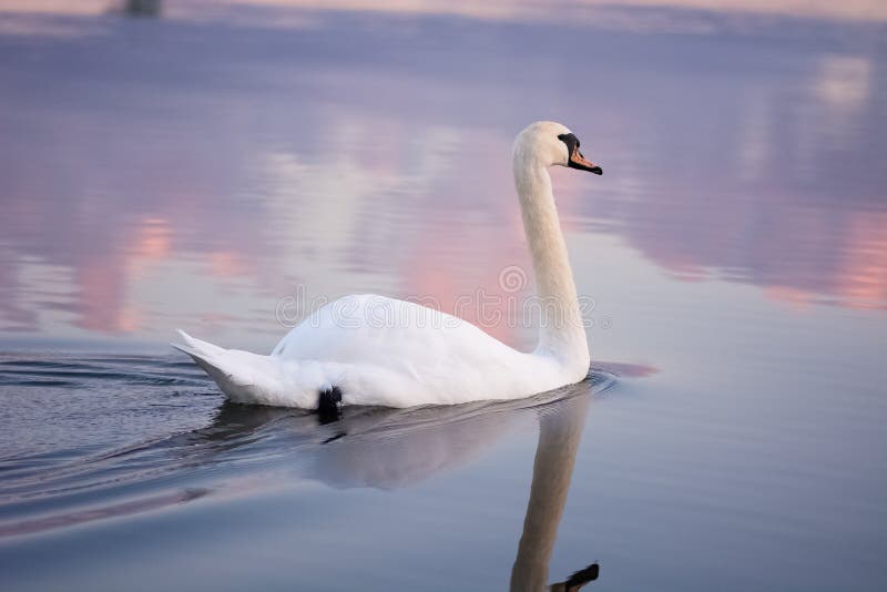 Swan swimming at sunset