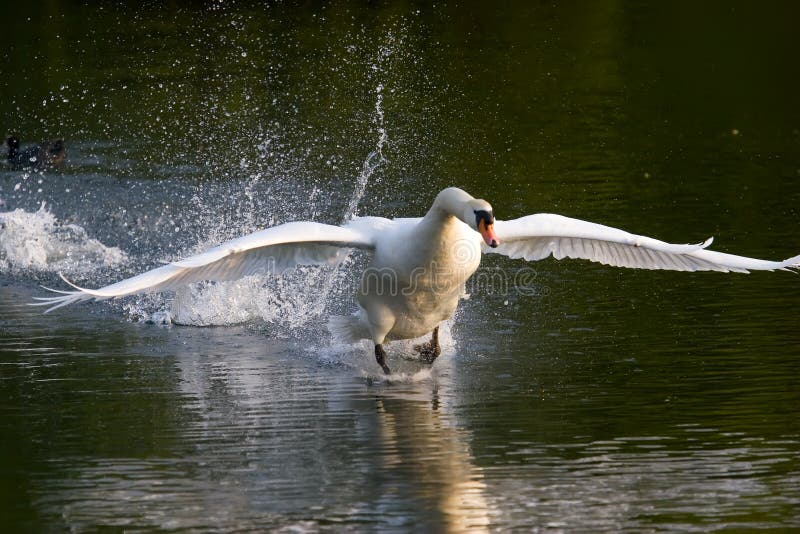 El gran blanco cisne de de acuerdo a correr sobre el Agua alas expandir.