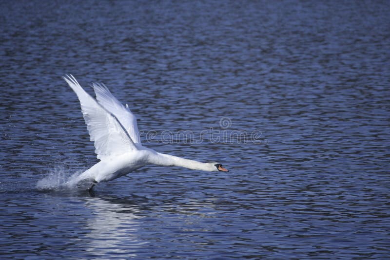 Swan taking off