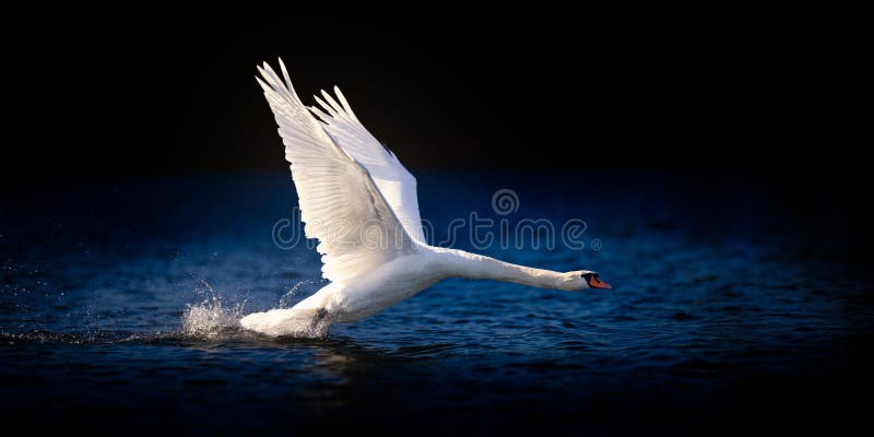 Swan Taking Off on Deep Blue Water