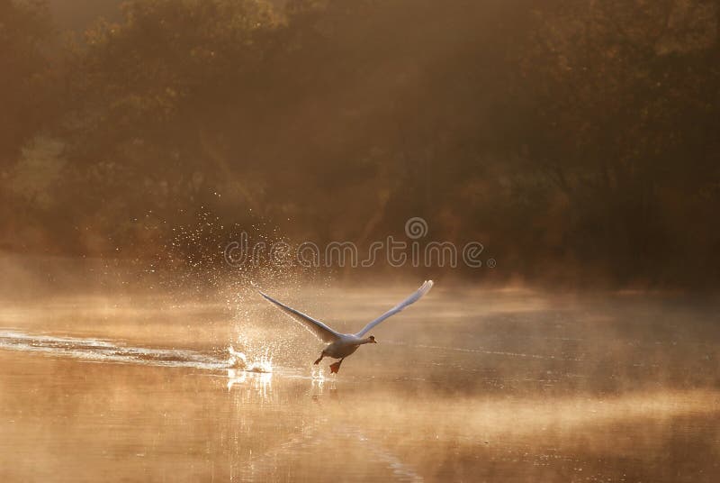 Swan Taking Off in the misty morning