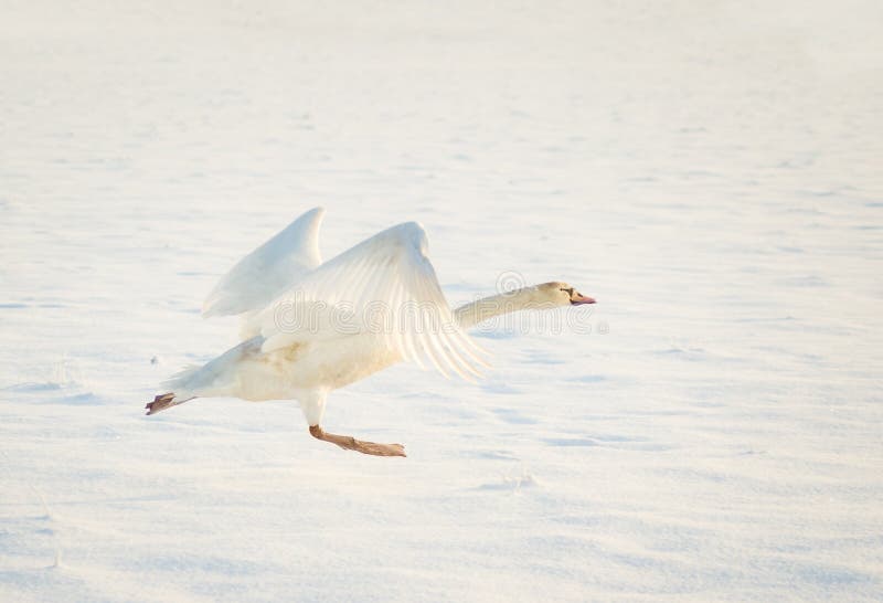 Swan taking off in snow