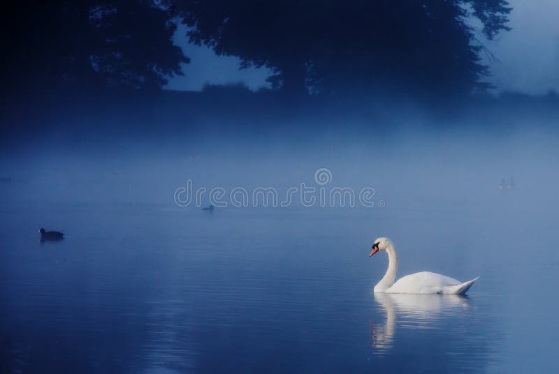 Swan on Tranquil Lake stock image
