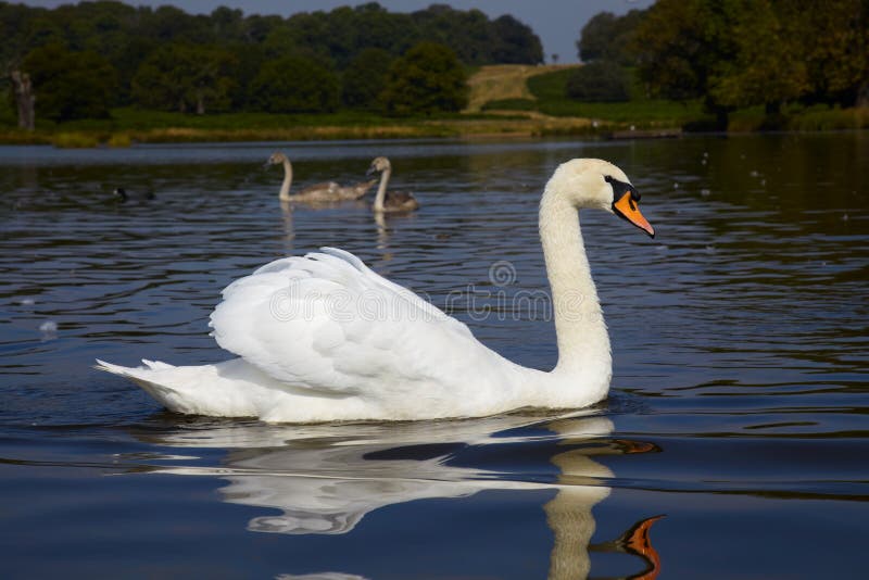 Swan with two birdling