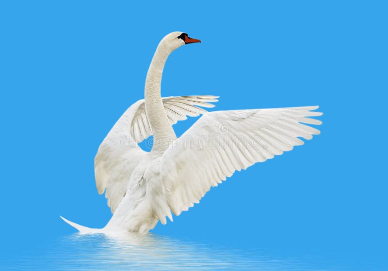 Swan on the water.