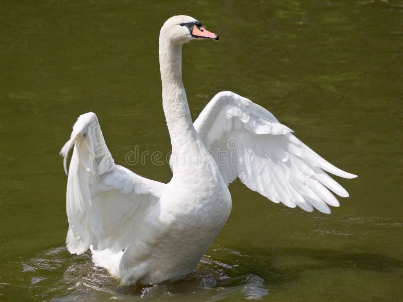 Swan and water