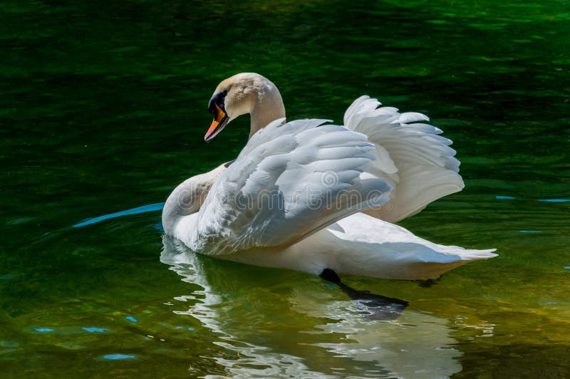 Cisne nadar en Agua abierto alas.
