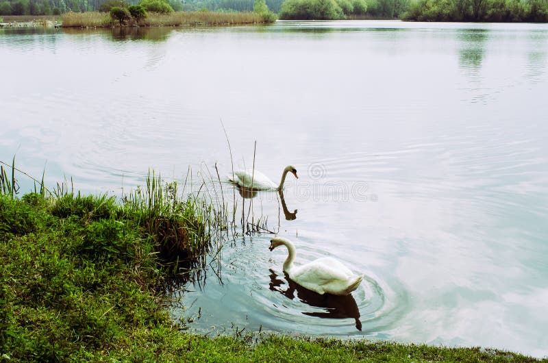 swans fotografia stock swans fotografia stock