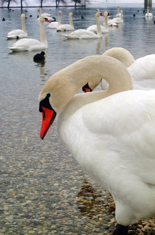 Swans
