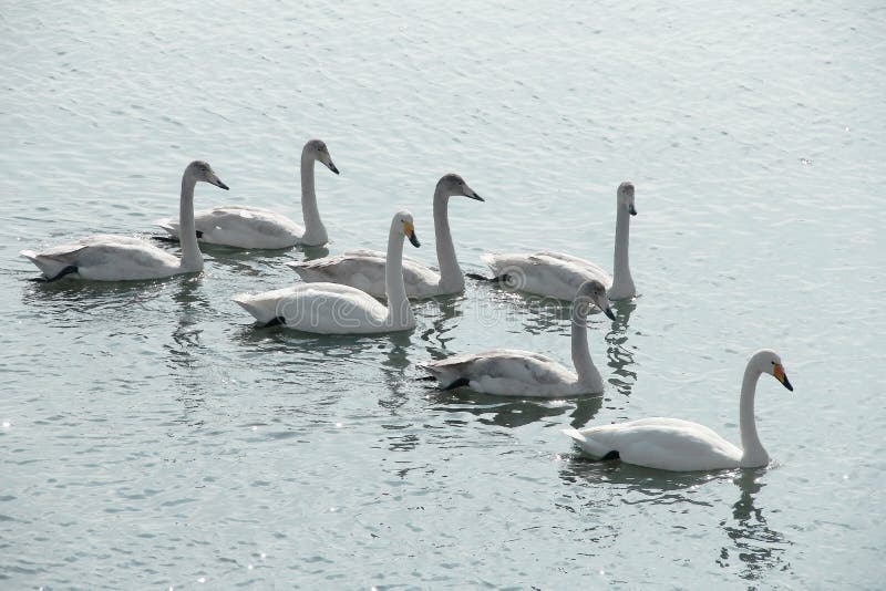 A crowd of swans on a lake.