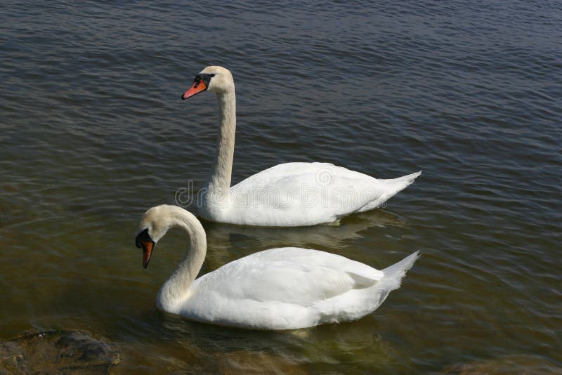 Swans