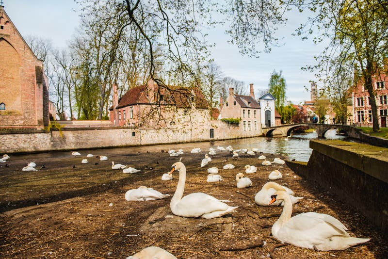 Swans in Bruges stock image. Image of landscape, outside 81157007