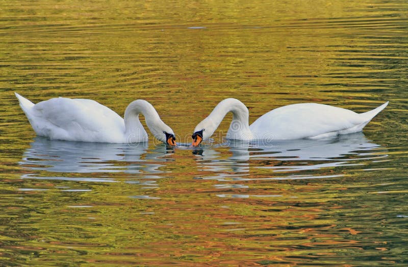 Swans couple eating together