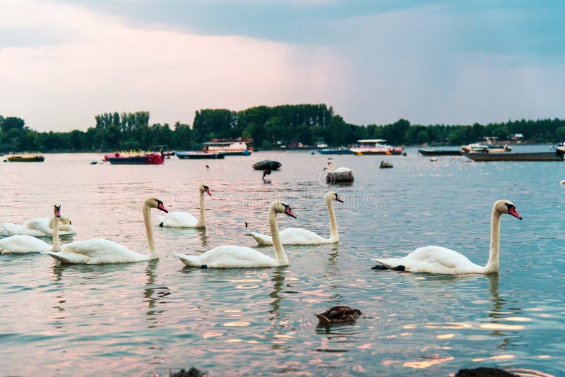Swans in Danube river iin Belgrade Serbia stock photo Swans in Danube river iin Belgrade Serbia stock photo