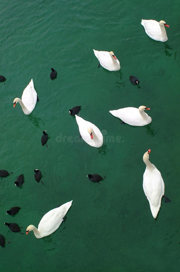 Swans & Ducks