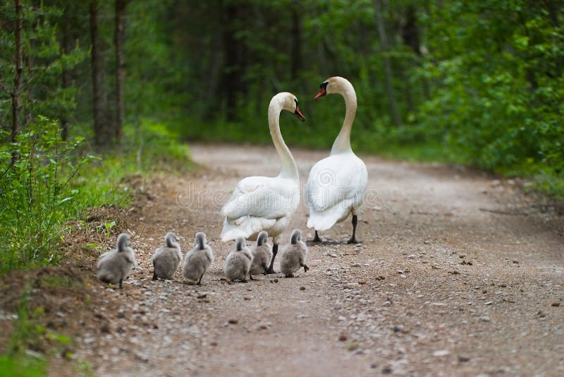 Swans family stock photo
