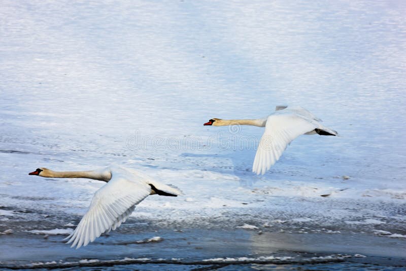 Swans in flight