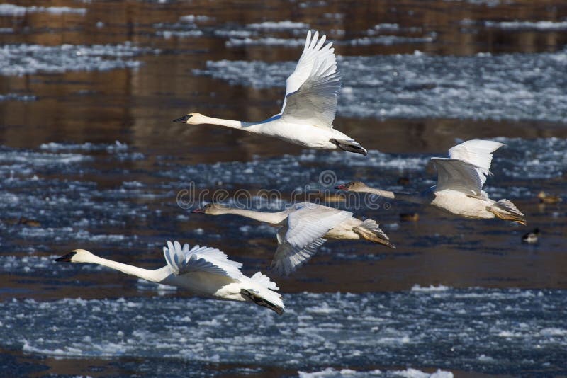 Swans Flying