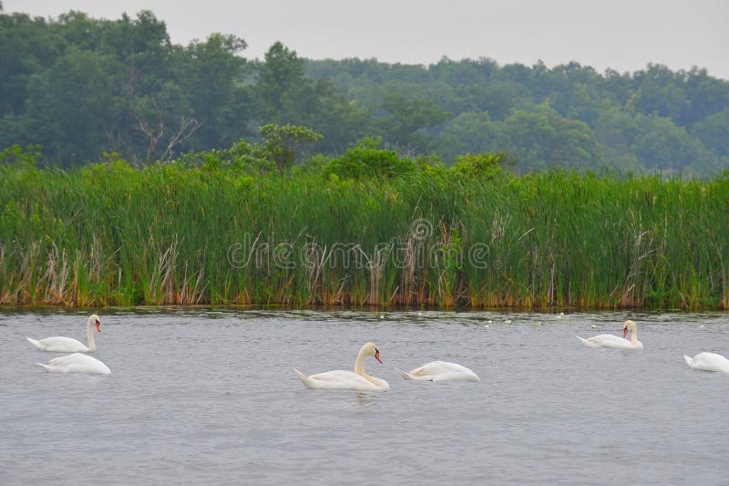 Swans in Lake