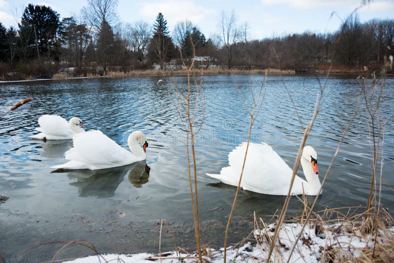 Swans on Lake in Ohio stock photo. Image of white, swans - 58763072