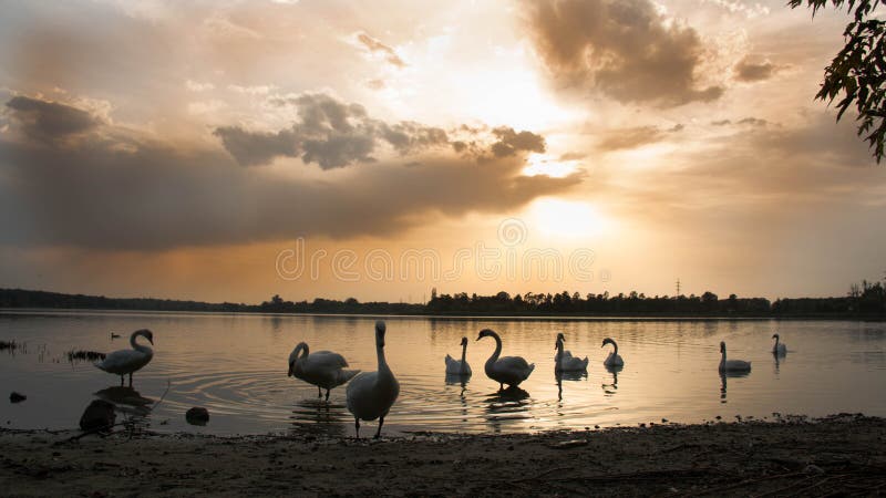 Swans on the lake at sunset