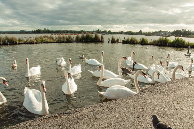 Swans on the Lakes at Poole Harbour in Dorset. Stock Image - Image of