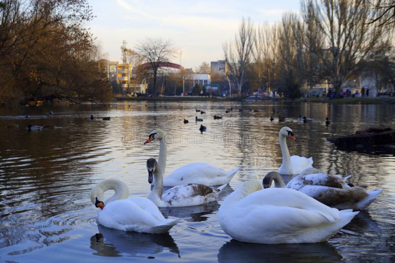 swans Lo stagno nel parco Al tramonto immagine stock swans Lo stagno nel parco Al tramonto immagine stock