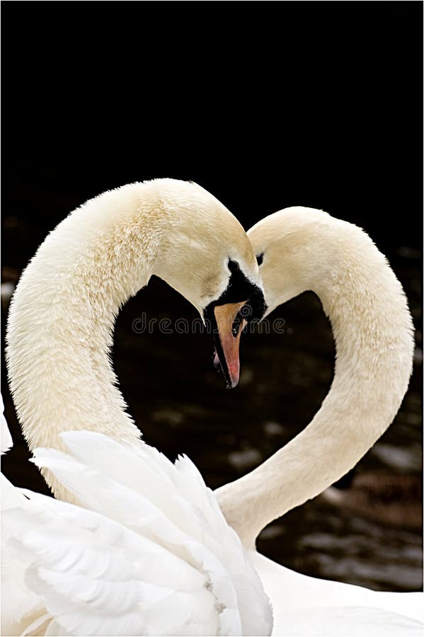 Swans and Love