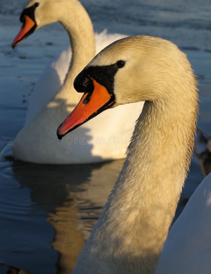 Swans study