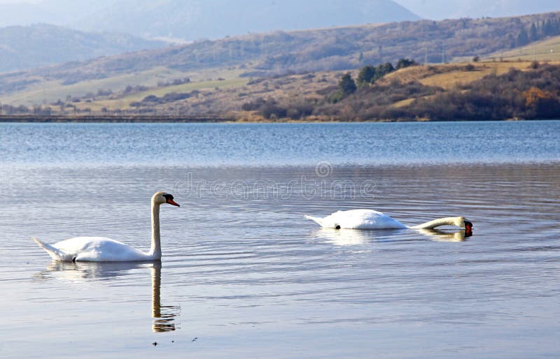 Swans at water basin Liptovska Mara, Slovakia