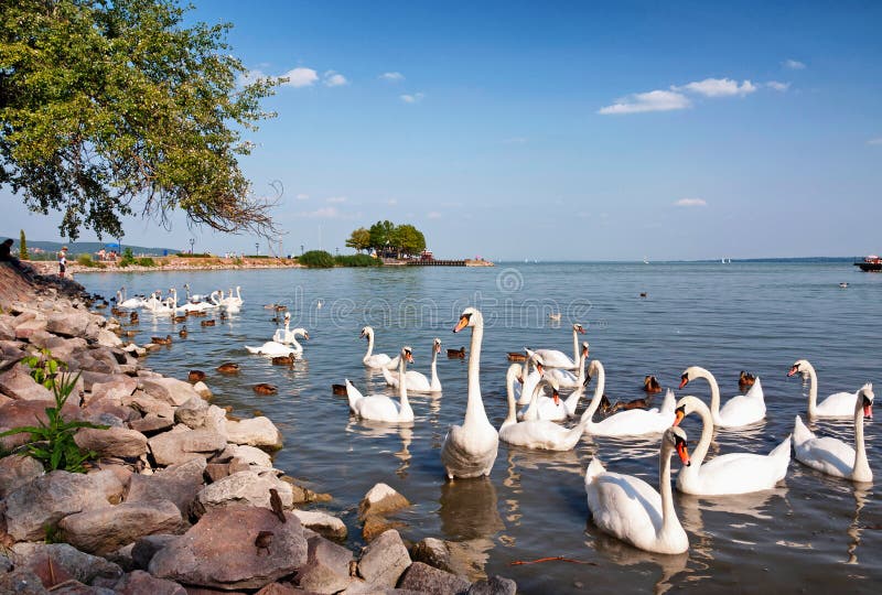 Swans äter på laken Balaton, Ungern